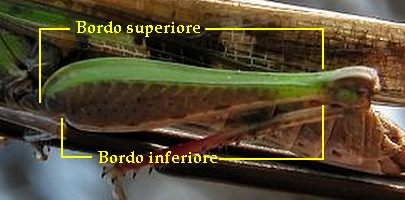 Grilli, Locuste e Cavallette: ORTHOPTERA Guida alle Famiglie